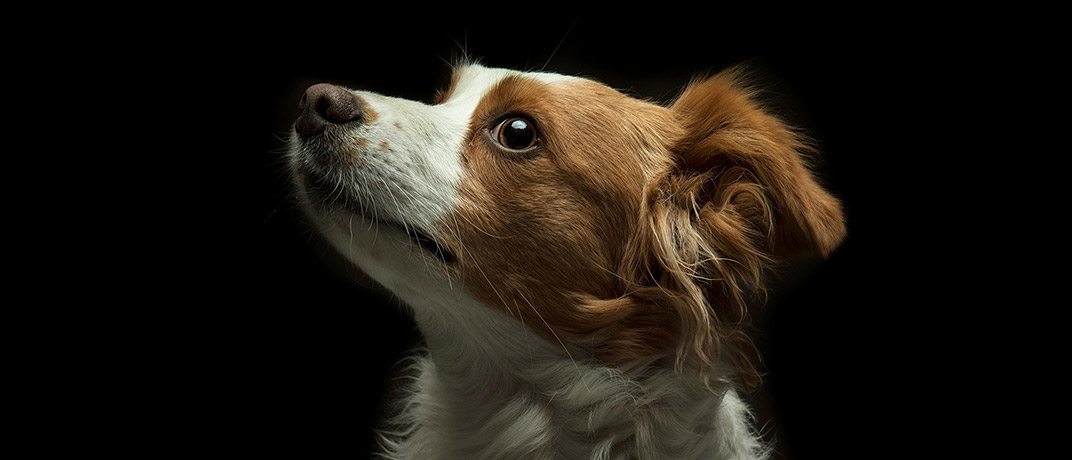Polizze “pet”. Assicuriamo gli amici di famiglia!